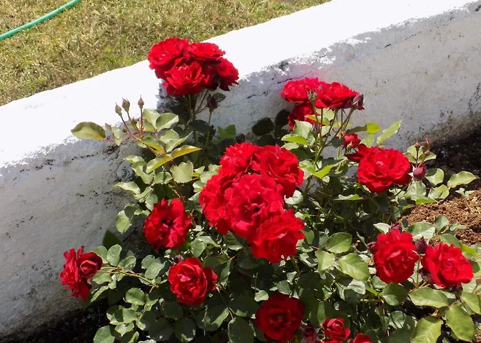 Jerry's Lassi Lassi (Kefalonia)