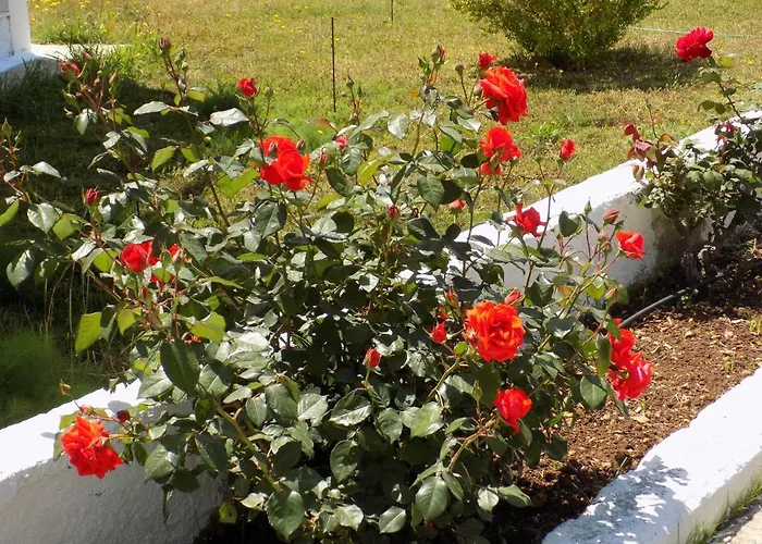 Jerry's Lassi * Lassi (Kefalonia)