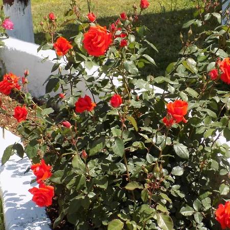 Jerry's Lassi Daire *