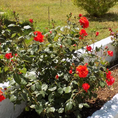 Jerry's Lassi * Lassi (Kefalonia)